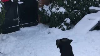 Dog protect his home from "scary" intruder