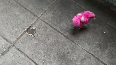 Funny chicks fighting for food