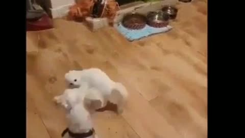 Acrobatics of a cat in front of a dog