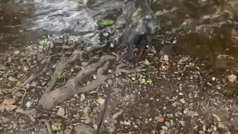 French bulldog puppy visits a stream for the first time