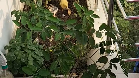 Balcony Garden