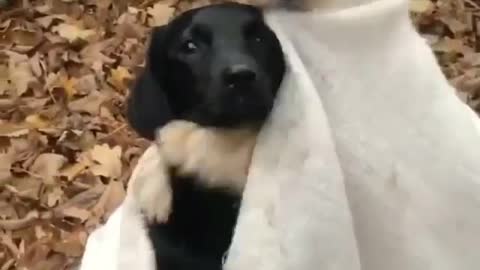 Baby it's cold outside ! 🥺 Cute Dog Rumble video