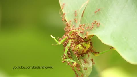 Ants attack and eat giant grasshopper