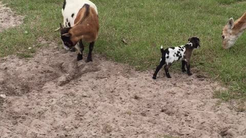 Baby Goats and Animals at the ranch