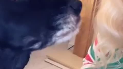 Naughty Cocker Spaniel says sorry