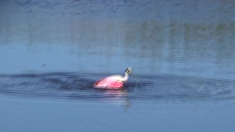 Roseate Spoonbill Merritt Island, FL