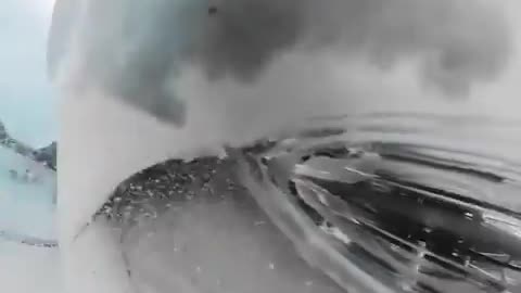 Camera inside the belly of a shark