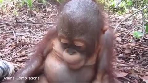 Baby Orangutan Are Adorable Cutest