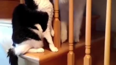 FUNNY ANIMAILS / FUNNY CATS / FUNNY BABY