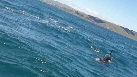 Pod of Orcas Ram Boat