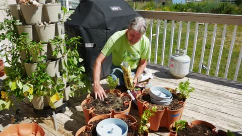 Grow a Fall Garden (In a GreenStalk)