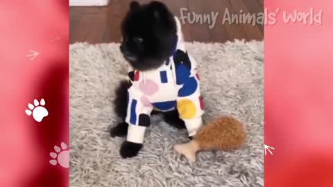 Wanna Feel Happy All Day Long? ❤️ Just Watch These Funny Cats And Dogs 🥰