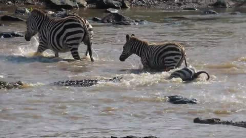 The face of a zebra ripped off by crocodiles crossing the Mara River during a safari in Kenya