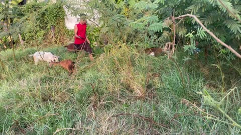 Goat eat food, so cute goat at rice field (2)