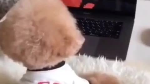 Cute poodle puppy watching cartoons #Shorts