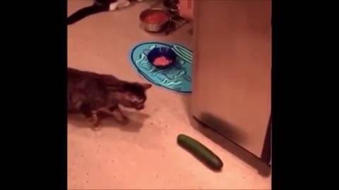 CATS Vs CUCUMBER AND PICKLES