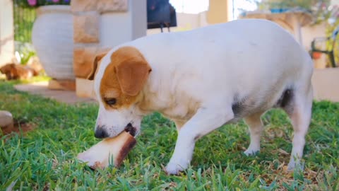 A Pet Dog Munching On A Large Bone