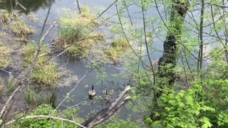 Geese Family Given Police Escort On Busy Mway In Oregon 02