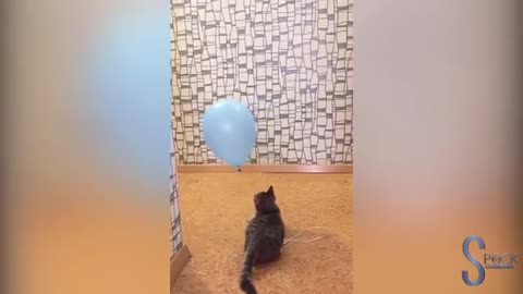 cats playing with balloons