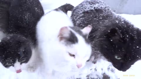 Gang of cats meows very loudly at cold