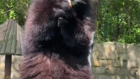 What is this raccoon eating while standing? I like it so much