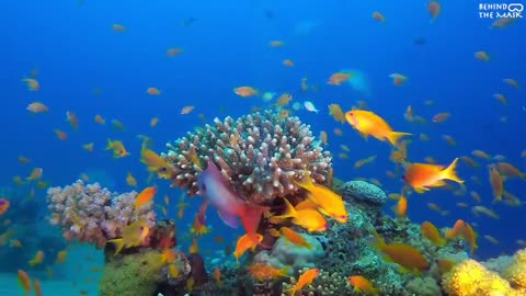 Underwater Colorful Fish