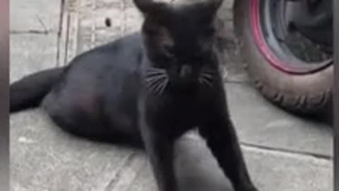 watch the story Midnight the story of the cheating black cat