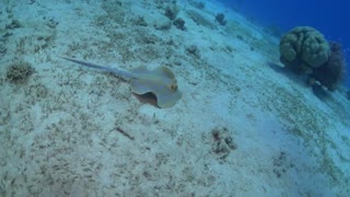 Blue spotted stingray in the Red Sea - photographed by Meni Meller