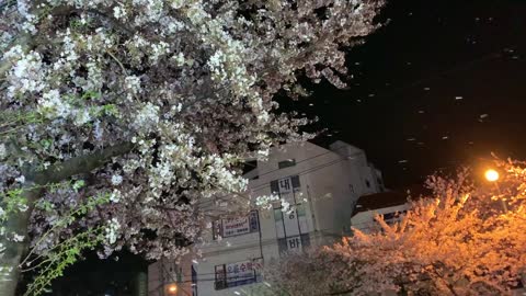 Cherry blossom rain