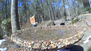 northern flicker checking out camera