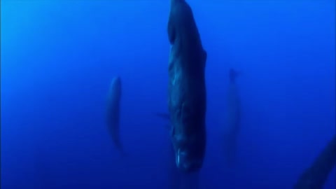 A Flock Of Sleeping Sperm Whales, Frozen Vertically. | Interesting Facts #Shorts #topchannel