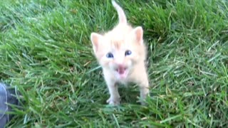 Curious kitten climbs up on me