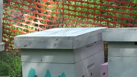 Weekly Beginners Bee Keeping Series (week 6)