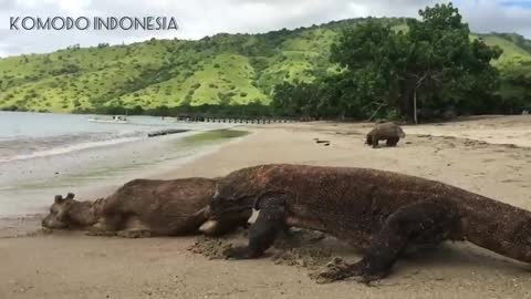 Comodo dragon attack on animal