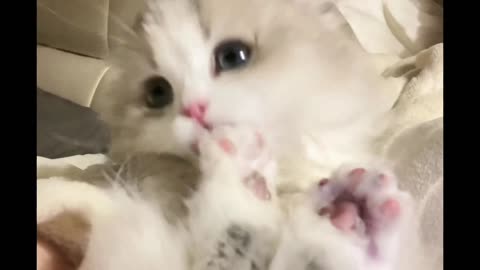 Cute cat playing alone