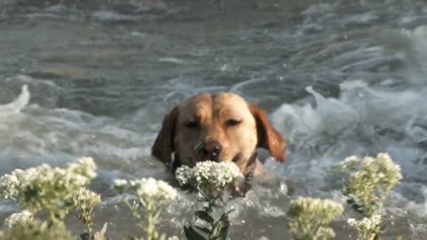 Father And Son Play With Dogs At Farm Pond