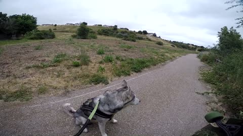 Husky Protecting Owner Caught On Video | Guard Dog Test In Action