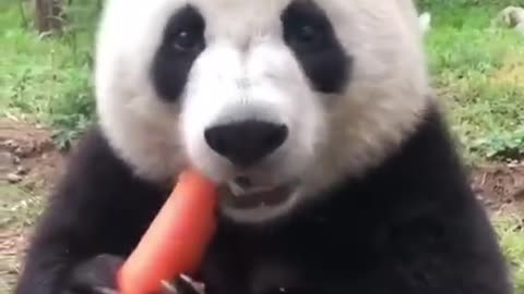 The lovely panda is eating carrots