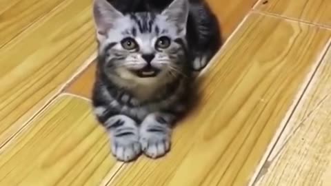 Baby Cats - Cute and 😂 Funny Cat Videos Compilation 🐈 #2 || Cutest Kitten