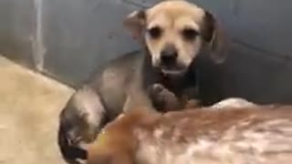 Graban a una perrita ocultando a su bebé a punto de ser sacrificados para darles una oportunidad