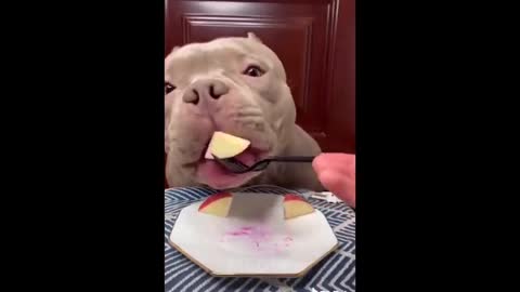 Pets reacting to food funny videos