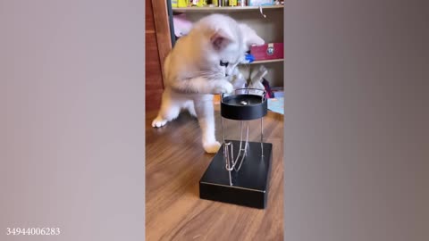 My Cats Made Me Question Their IQ | Funny Cats Videos 2023😂