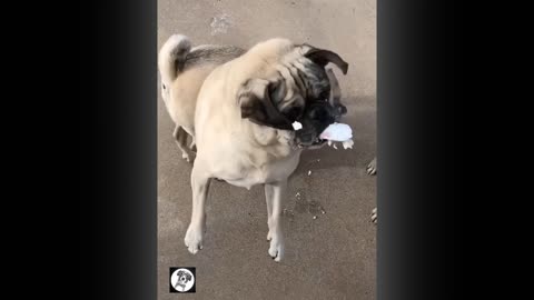 Pug Funny Moments - Cute Dog Videos | Pets Funny