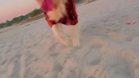 A Dog Jogging On Beach Side❤️❤️❤️❤️