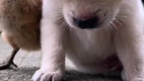 Cute dog falling down