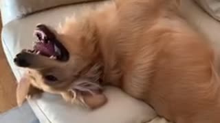 Golden Retriever simply can't contain energy level