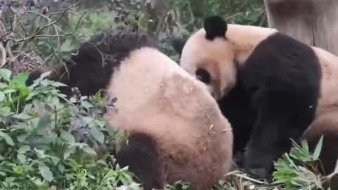 A group of giant pandas are playing