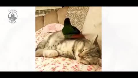 Birds playing Cute and Funny Dog Videos