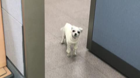 My puppy in the office