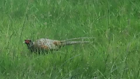 A Beautiful Pheasant In Wales.